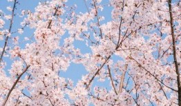 樱花校园最新装扮爆料,青春时尚潮流来袭